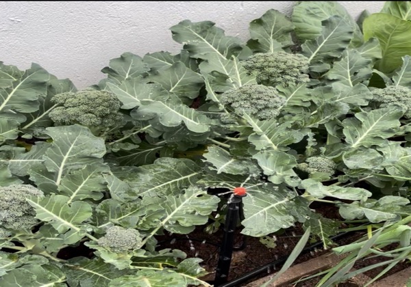 Irrigação para horticultura no Vale do Taquari